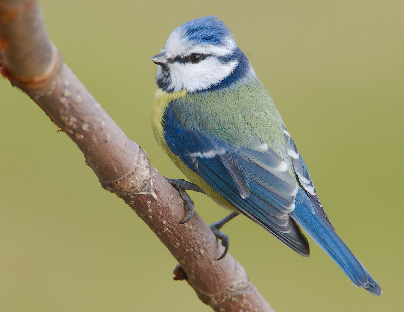 Blaumeischen 