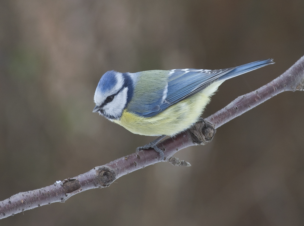 Blaumeischen