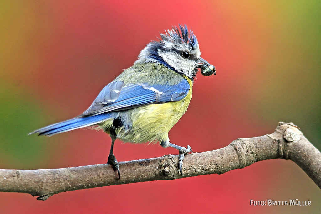 Blaumeischen