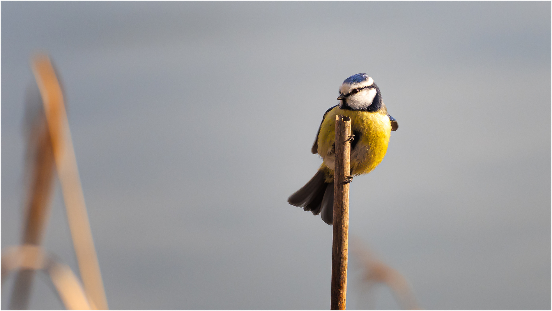 Blaumeischen