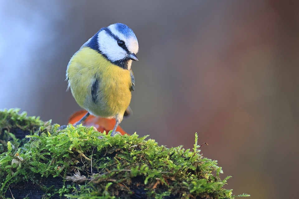 Blaumeischen