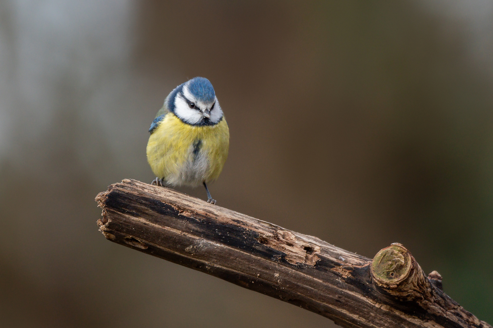 Blaumeischen