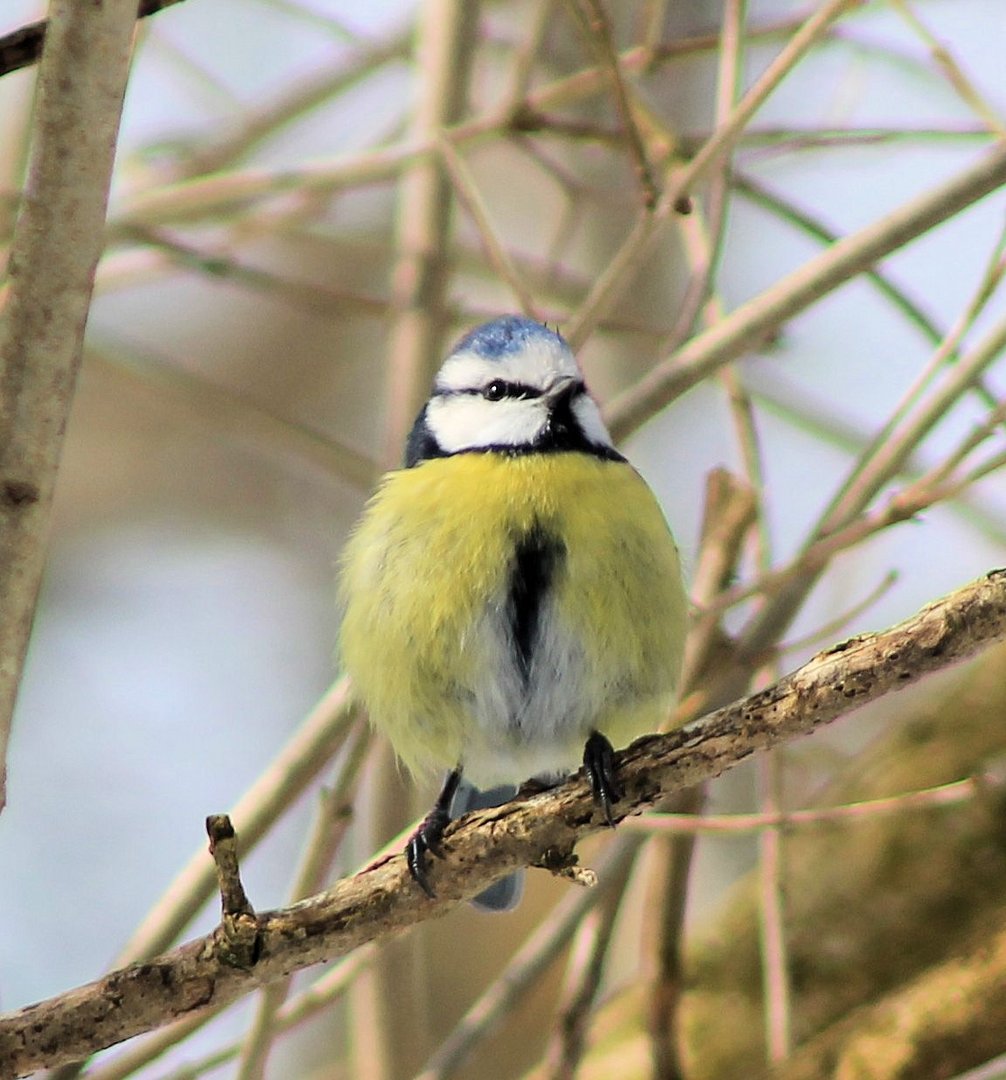 Blaumeischen wunderschön