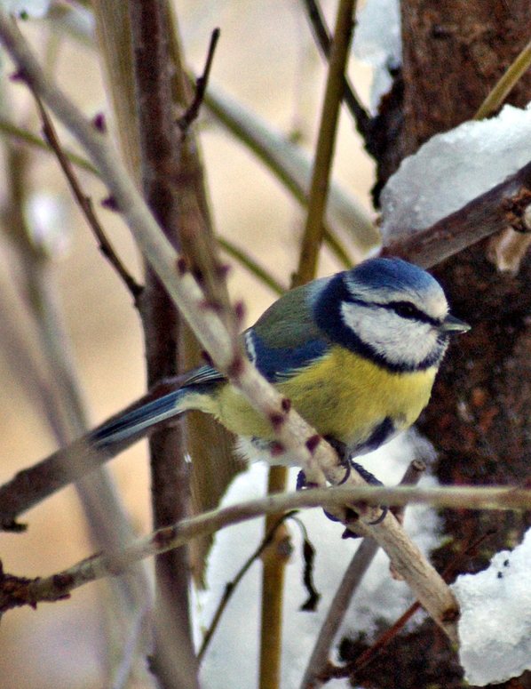 Blaumeischenbesuch 2