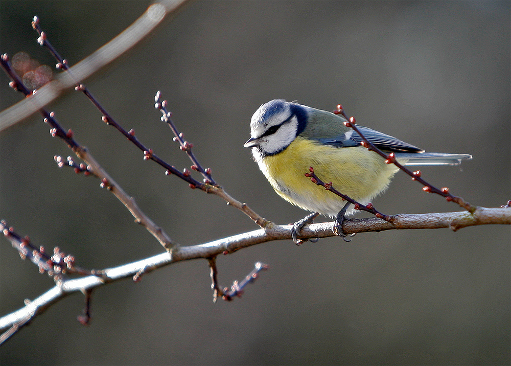 Blaumeise