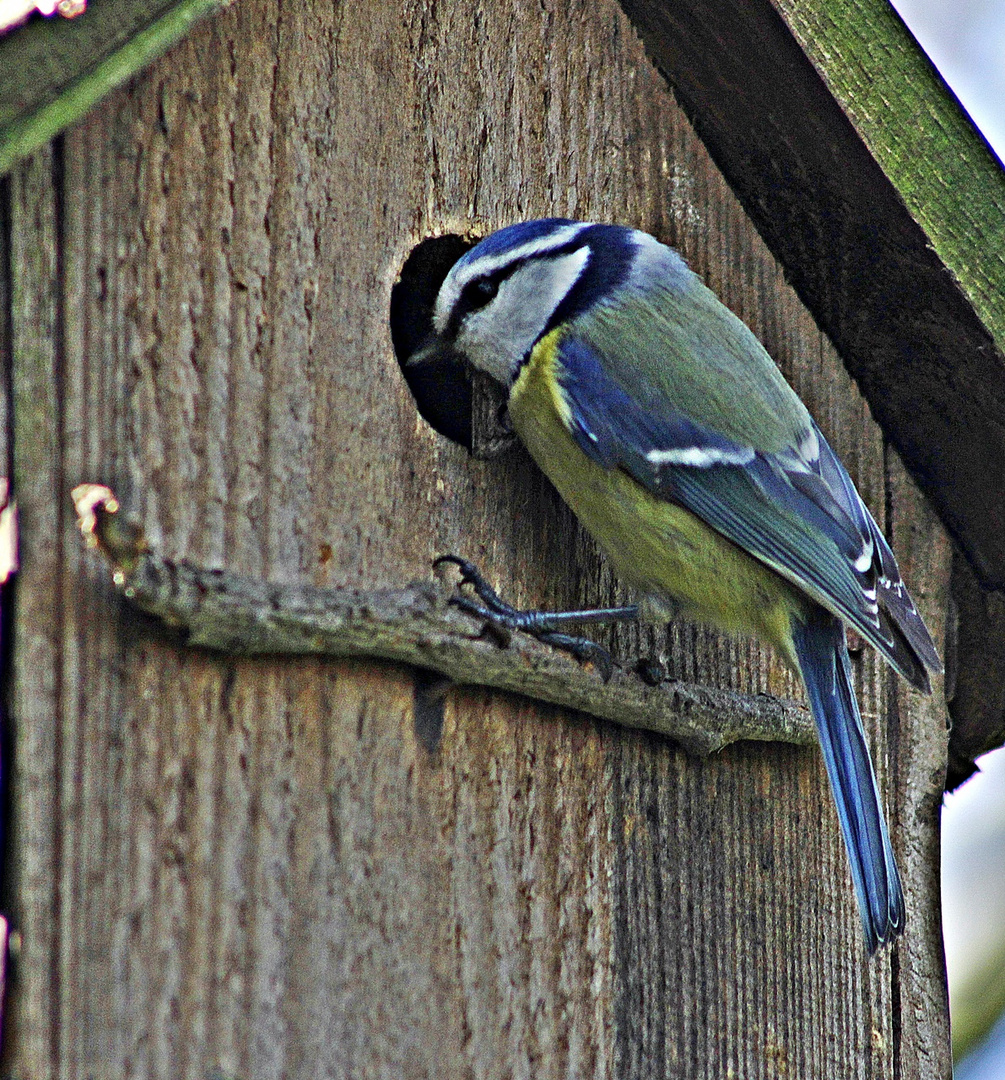 " Blaumeise "