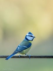 Blaumeise ...