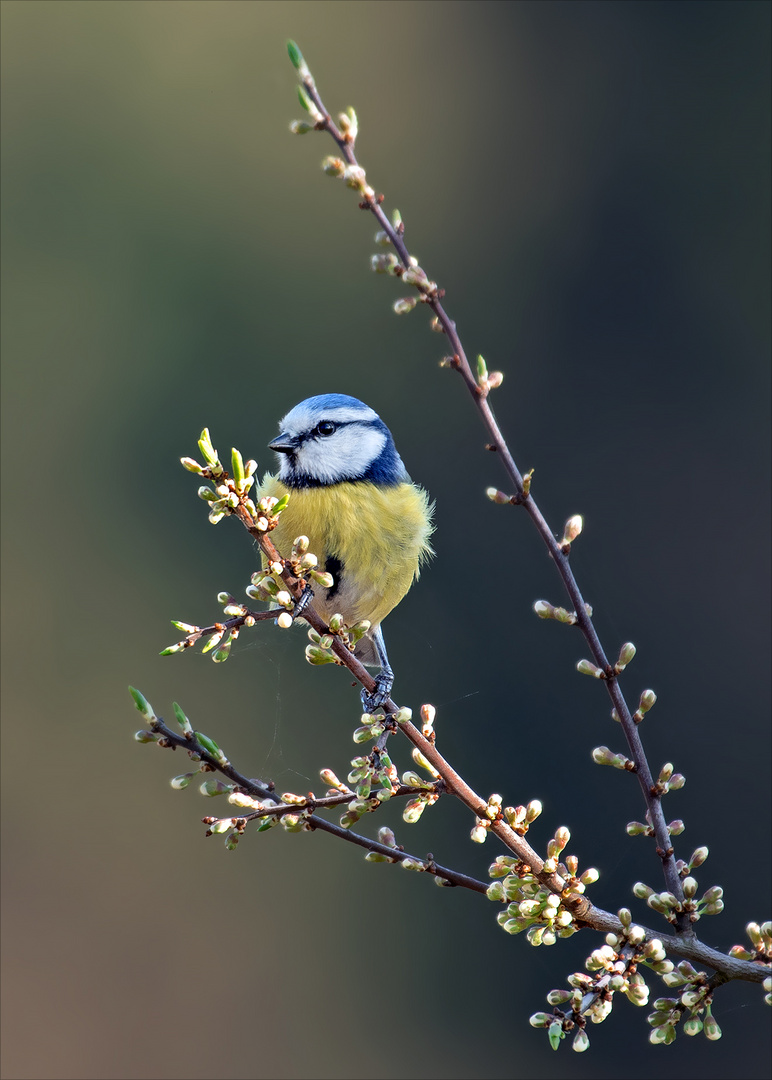 Blaumeise