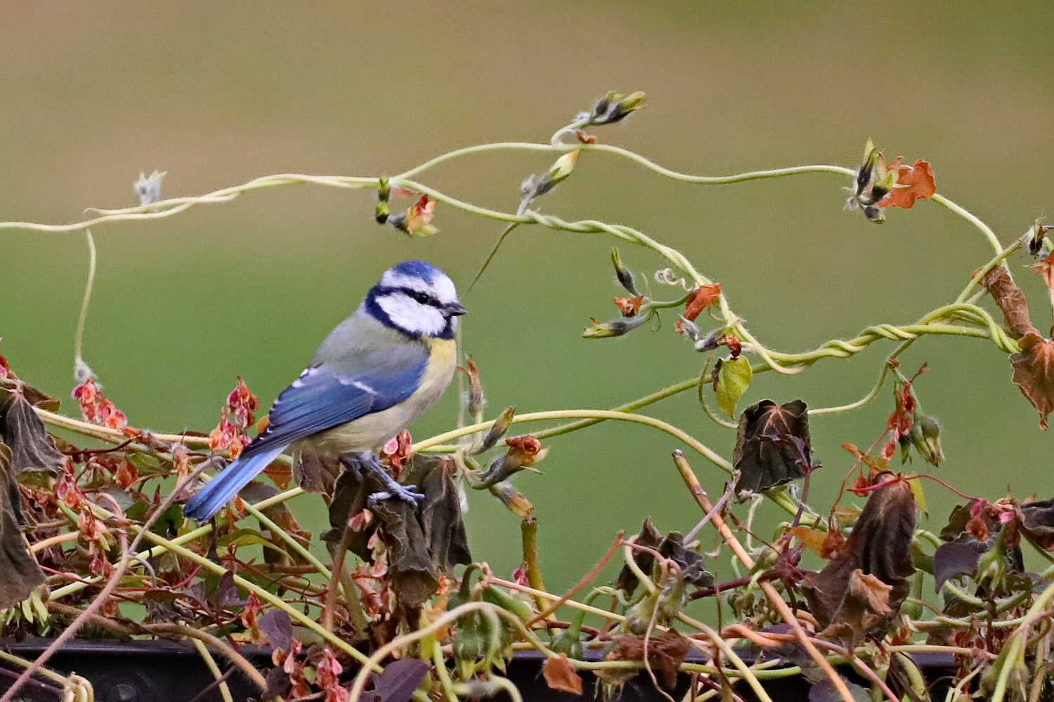 Blaumeise