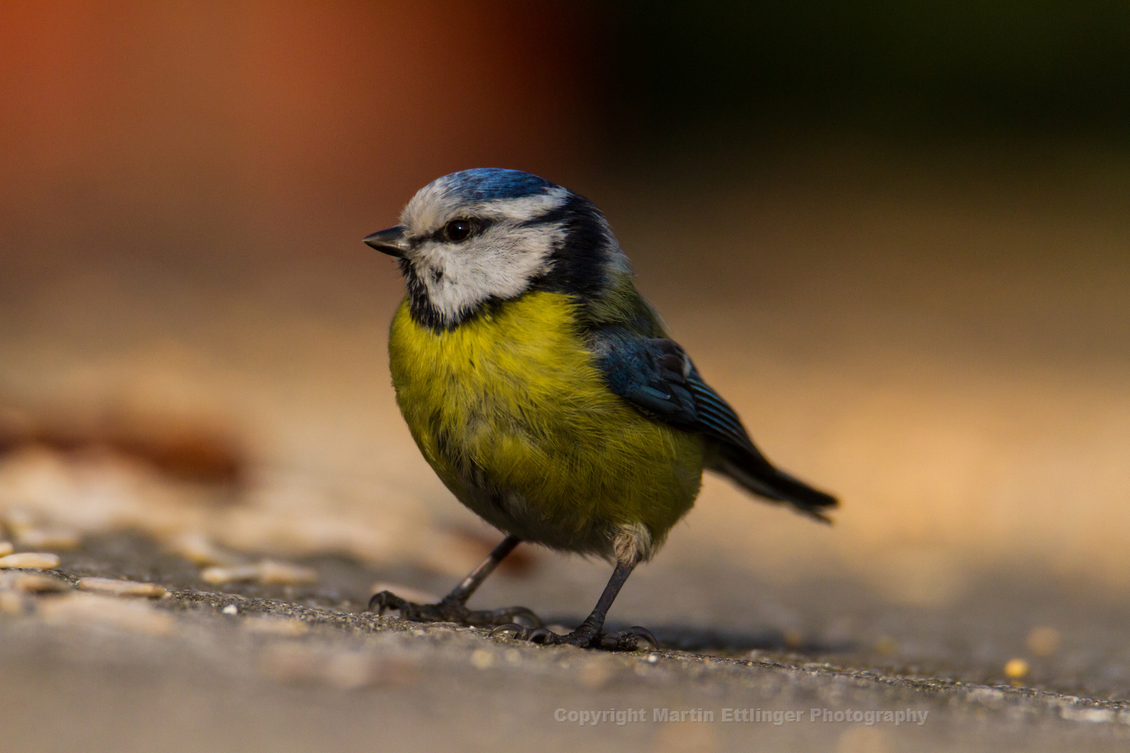 Blaumeise 05032018 (6)