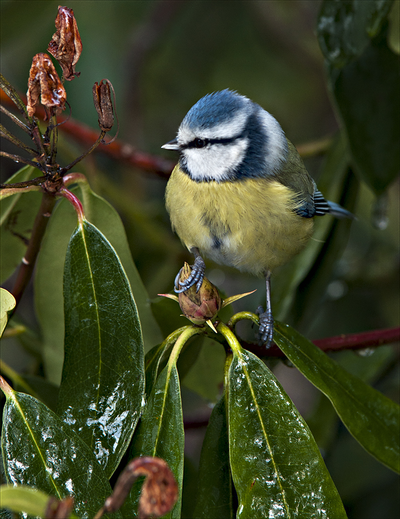 Blaumeise...