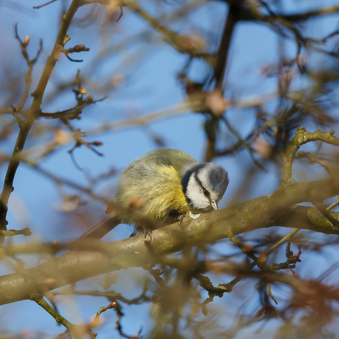 Blaumeise 060216 II