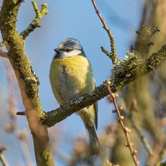 Blaumeise 07.04. 2013