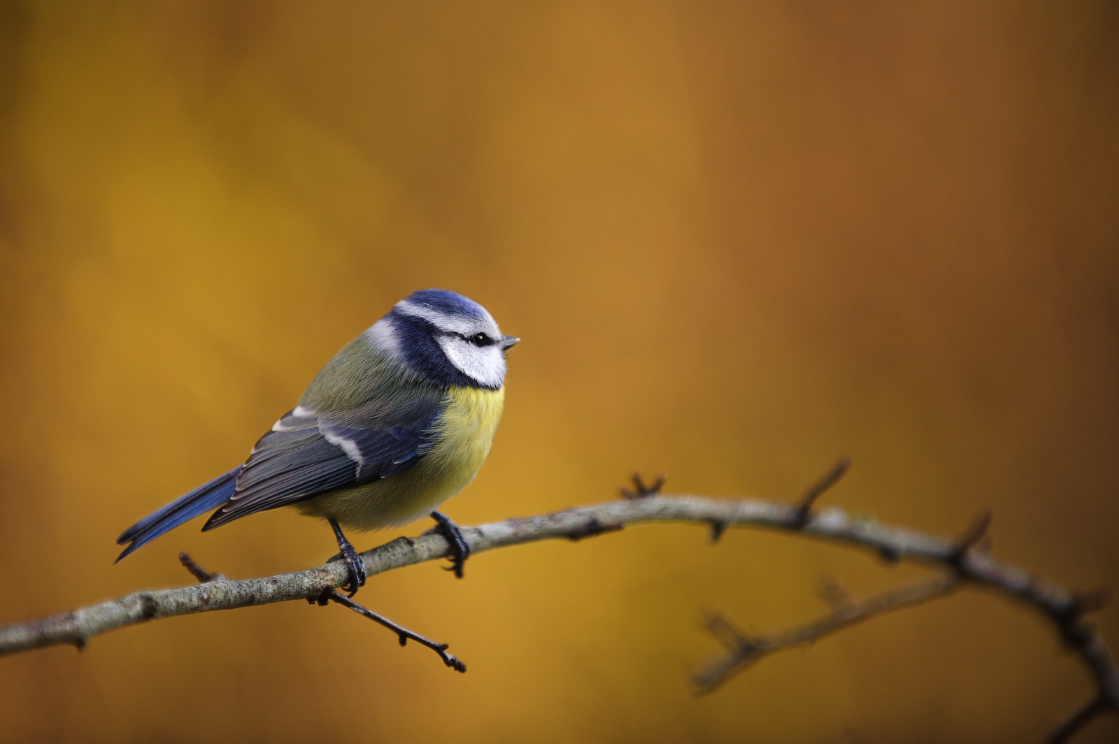 Blaumeise