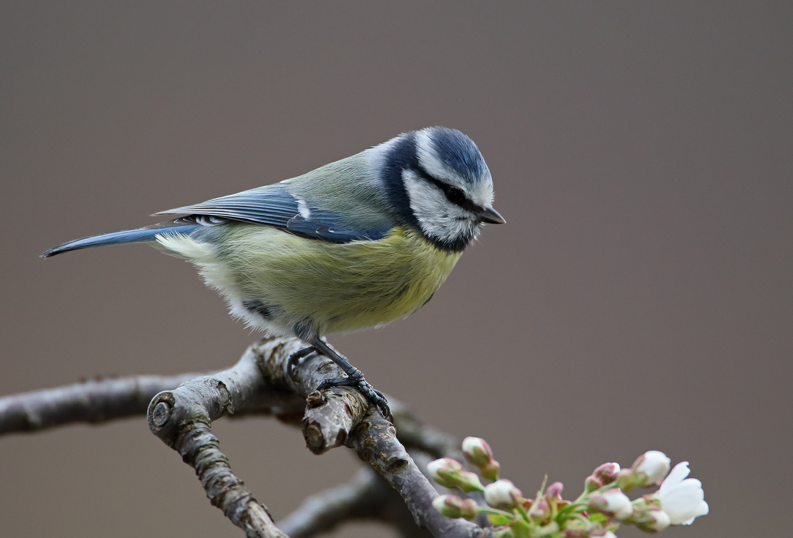 Blaumeise ... Foto & Bild | tiere, wildlife, wildlife luder ...