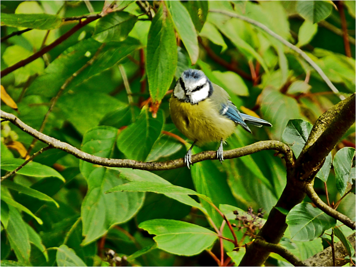 Blaumeise 