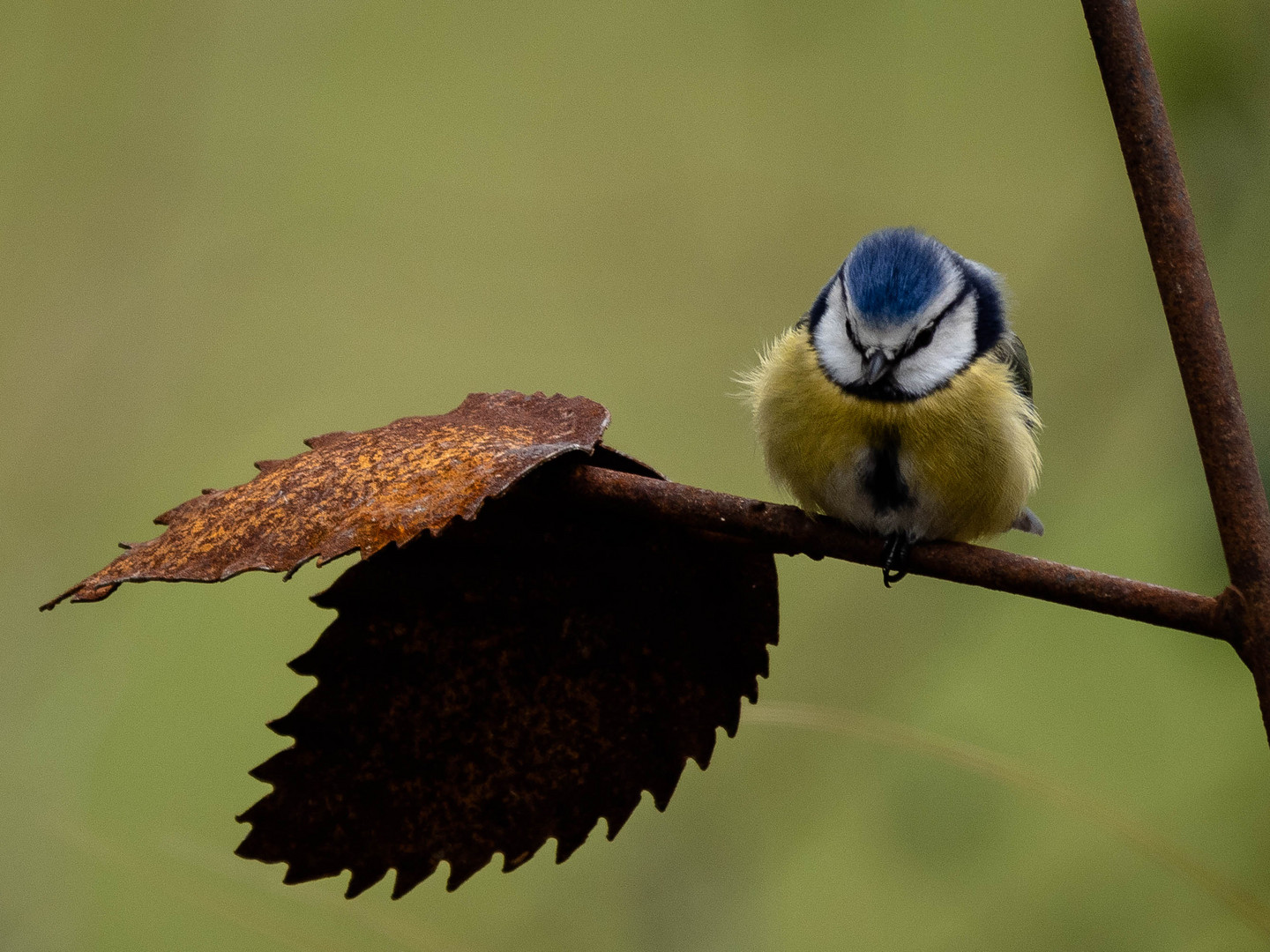 Blaumeise