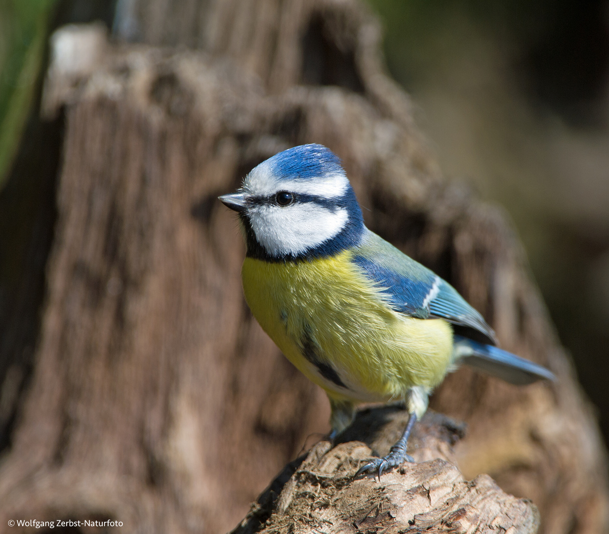 --- Blaumeise 1 ---  ( Parus caeruleus )