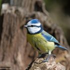 --- Blaumeise 1 ---  ( Parus caeruleus )