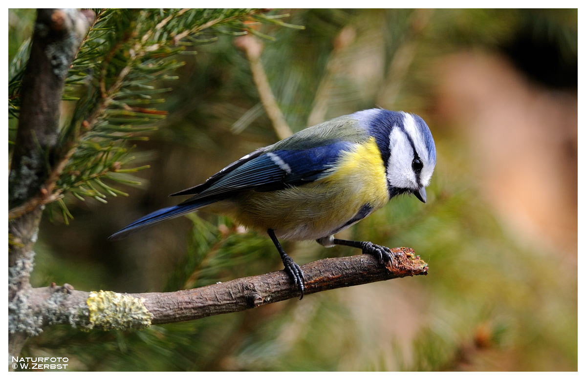 - Blaumeise 1 - ( Parus caerulus )