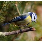 - Blaumeise 1 - ( Parus caerulus )