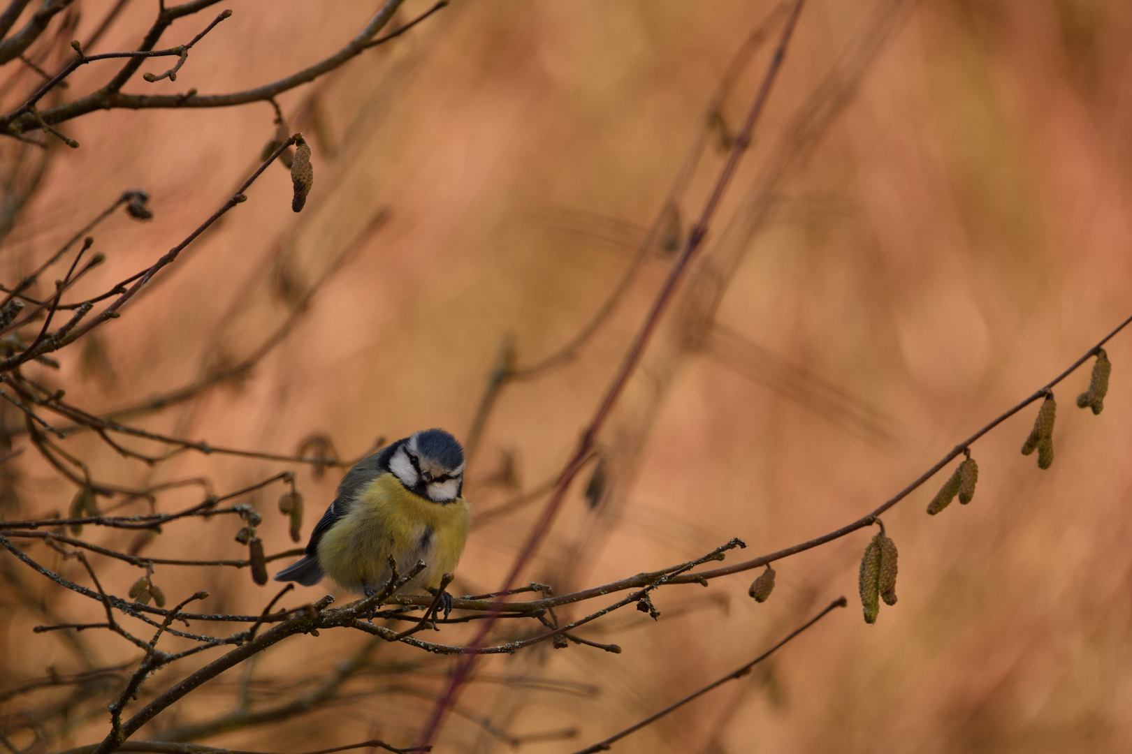 Blaumeise