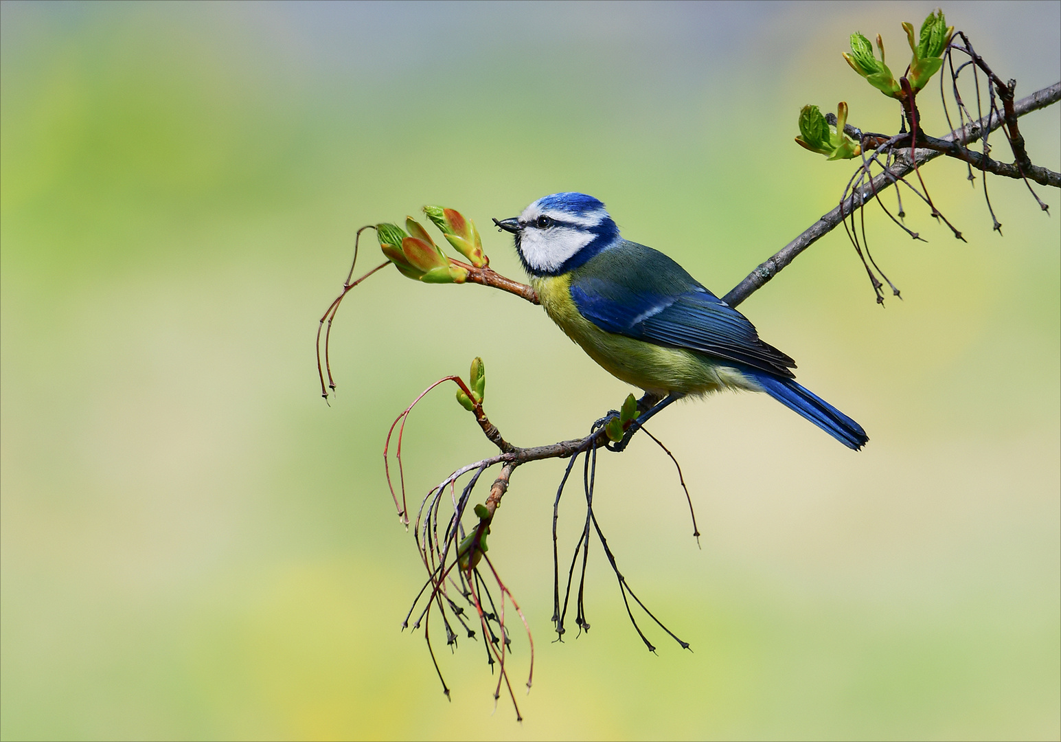 Blaumeise