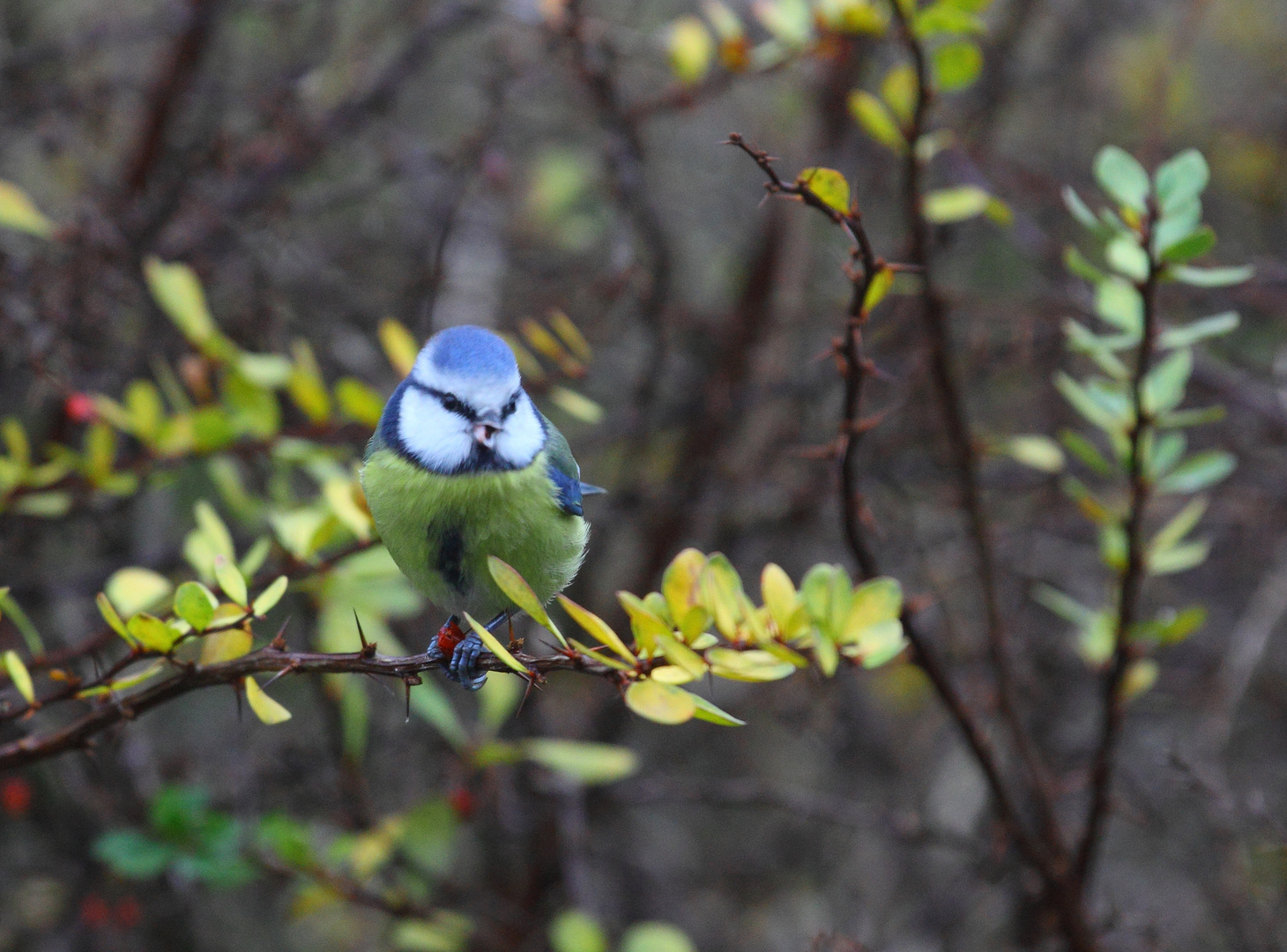 Blaumeise