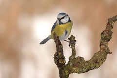 Blaumeise
