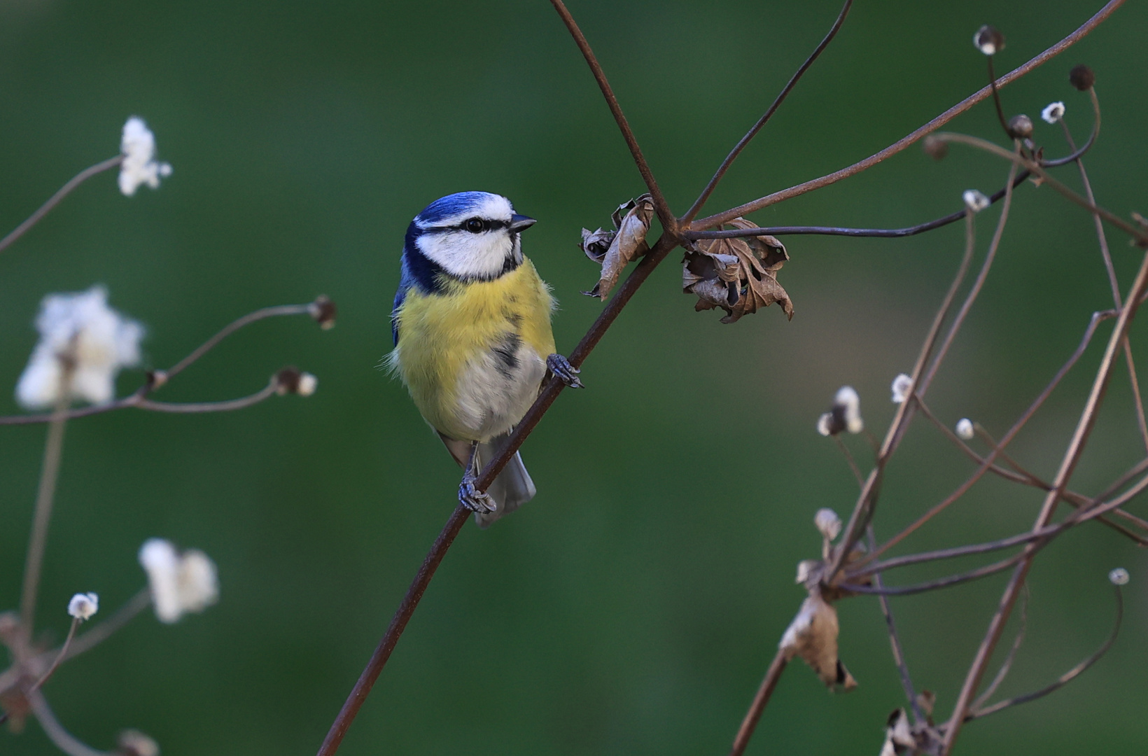 Blaumeise