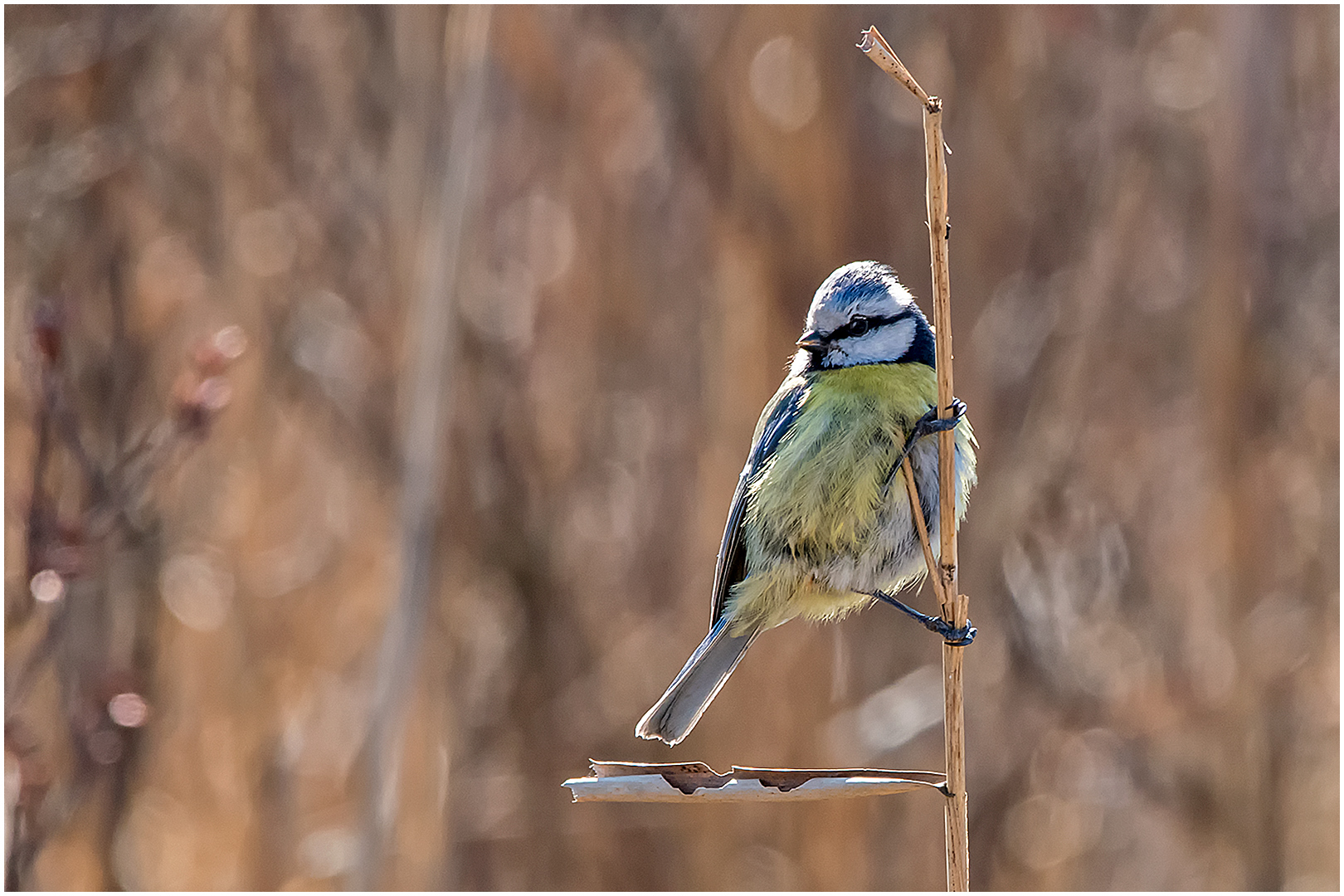 Blaumeise