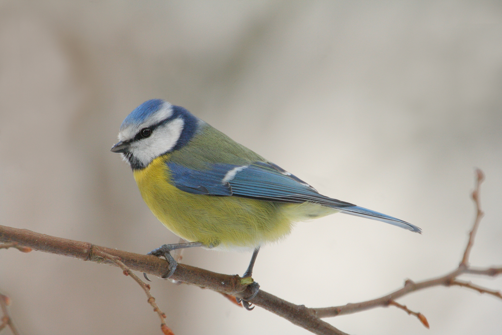 Blaumeise Foto & Bild | tiere, wildlife, wild lebende vögel Bilder auf ...