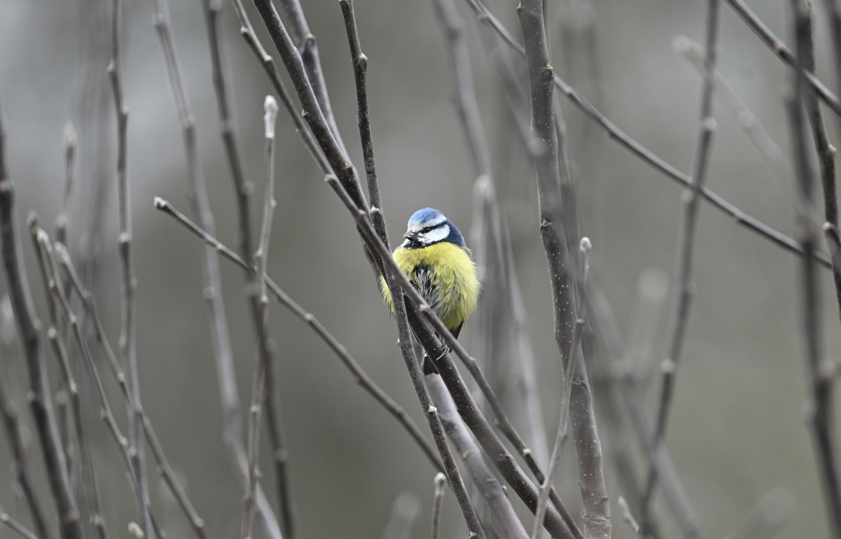 Blaumeise 16.02.2024 