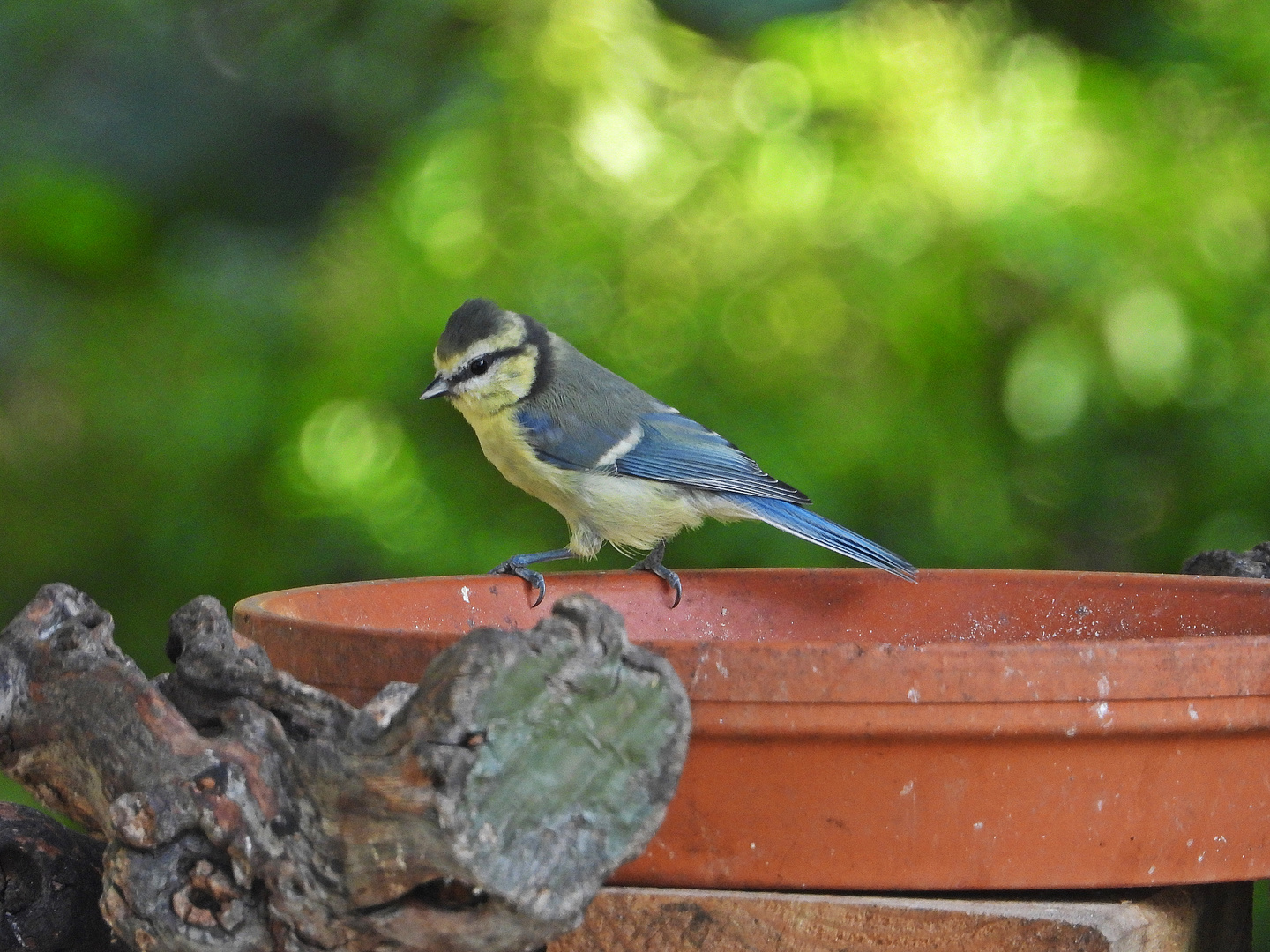 Blaumeise (17.07.2023)