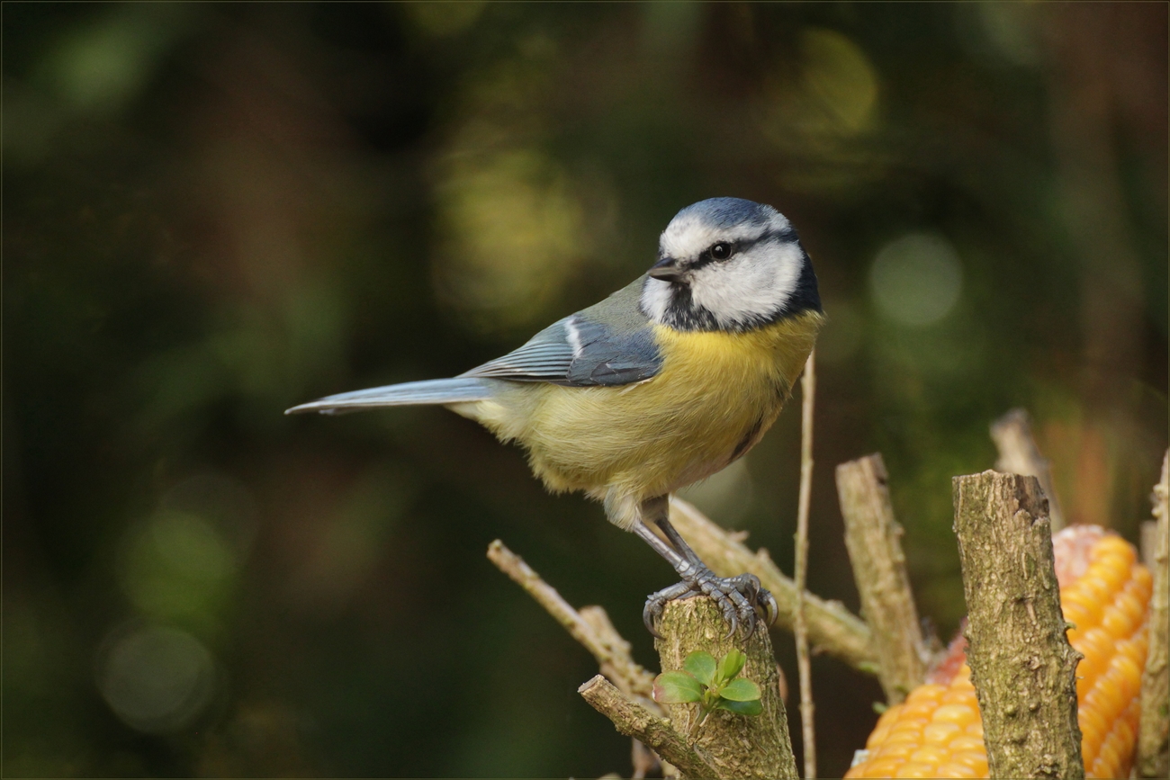 ´´Blaumeise