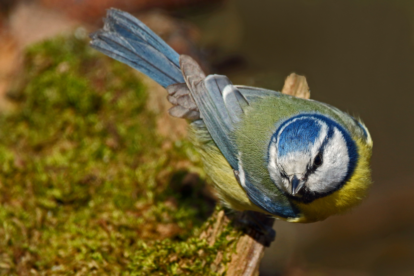 "BLAUMEISE"