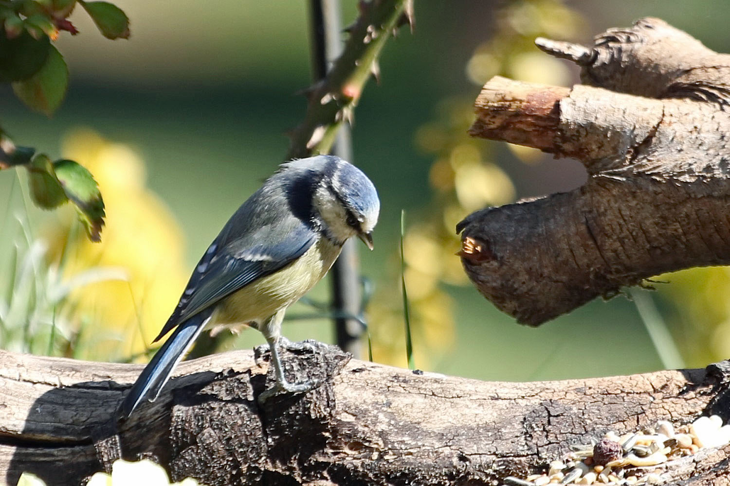 Blaumeise