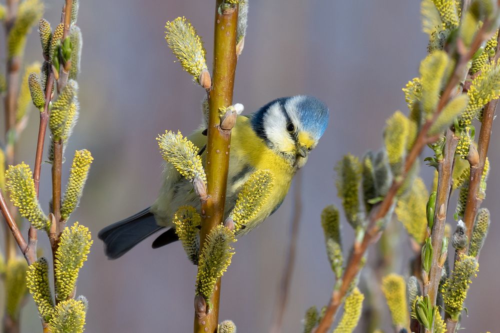 Blaumeise