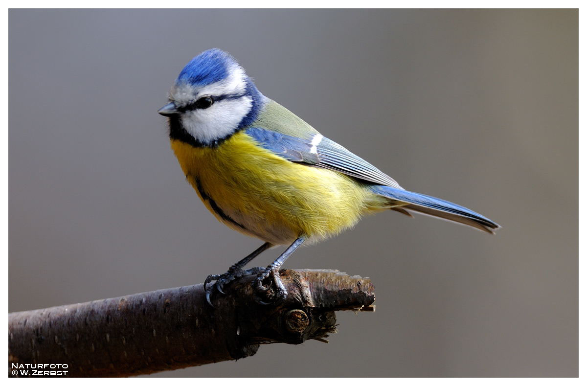 - Blaumeise 2 - ( Parus caerruleus )