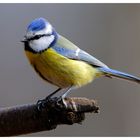 - Blaumeise 2 - ( Parus caerruleus )