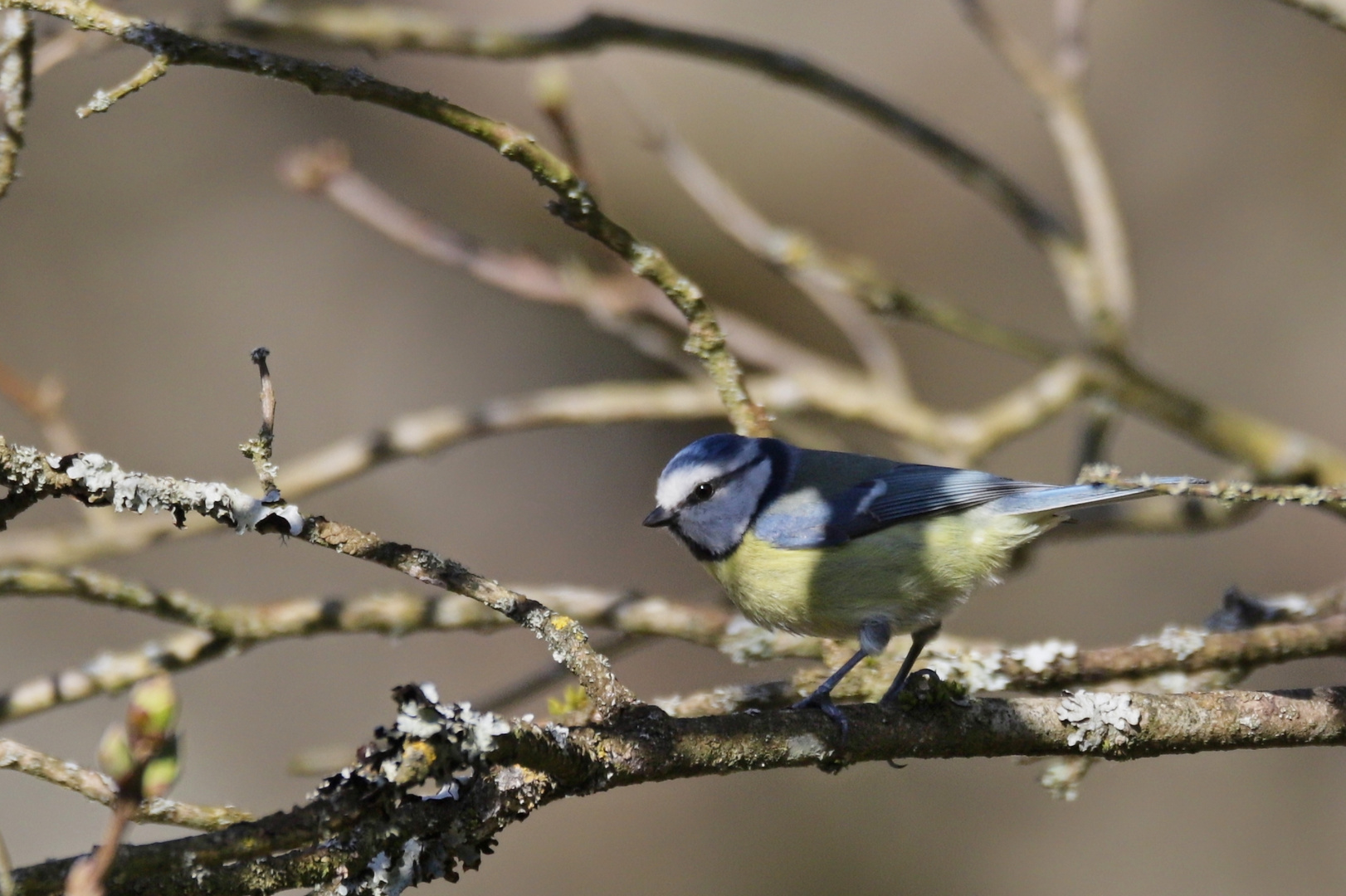 Blaumeise (2018_04_07_EOS 6D Mark II_0714_ji)