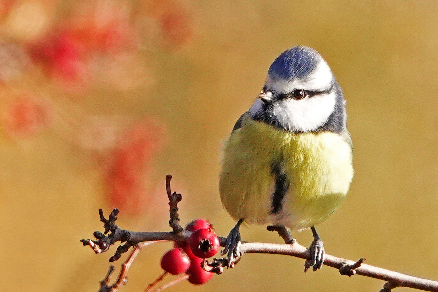Willkommen, liebe Vogelbeobachter! Sind Sie bereit für die faszinierende Welt der Blaumeisen-Bilder?