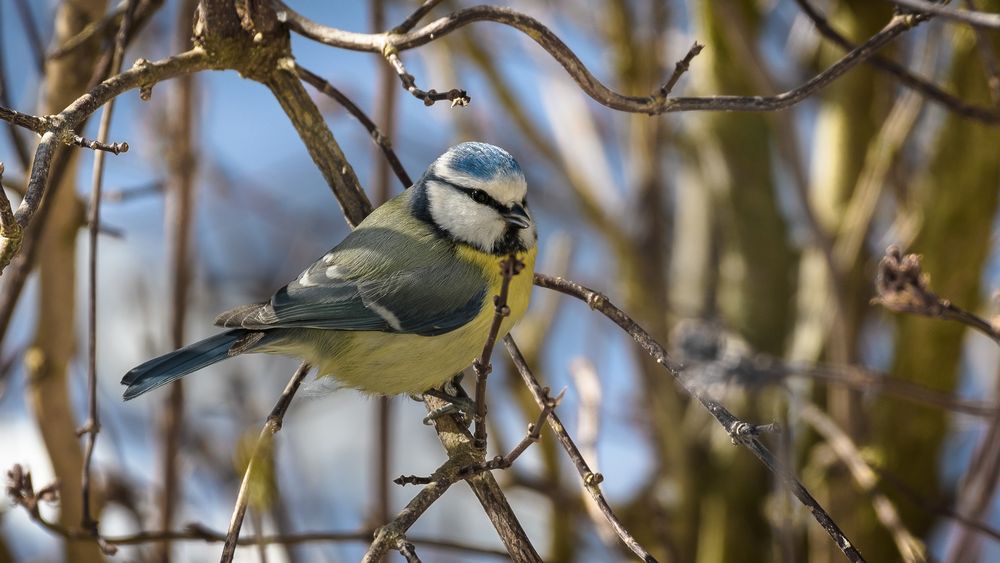 Blaumeise Foto & Bild natur, hessen, vögel Bilder auf