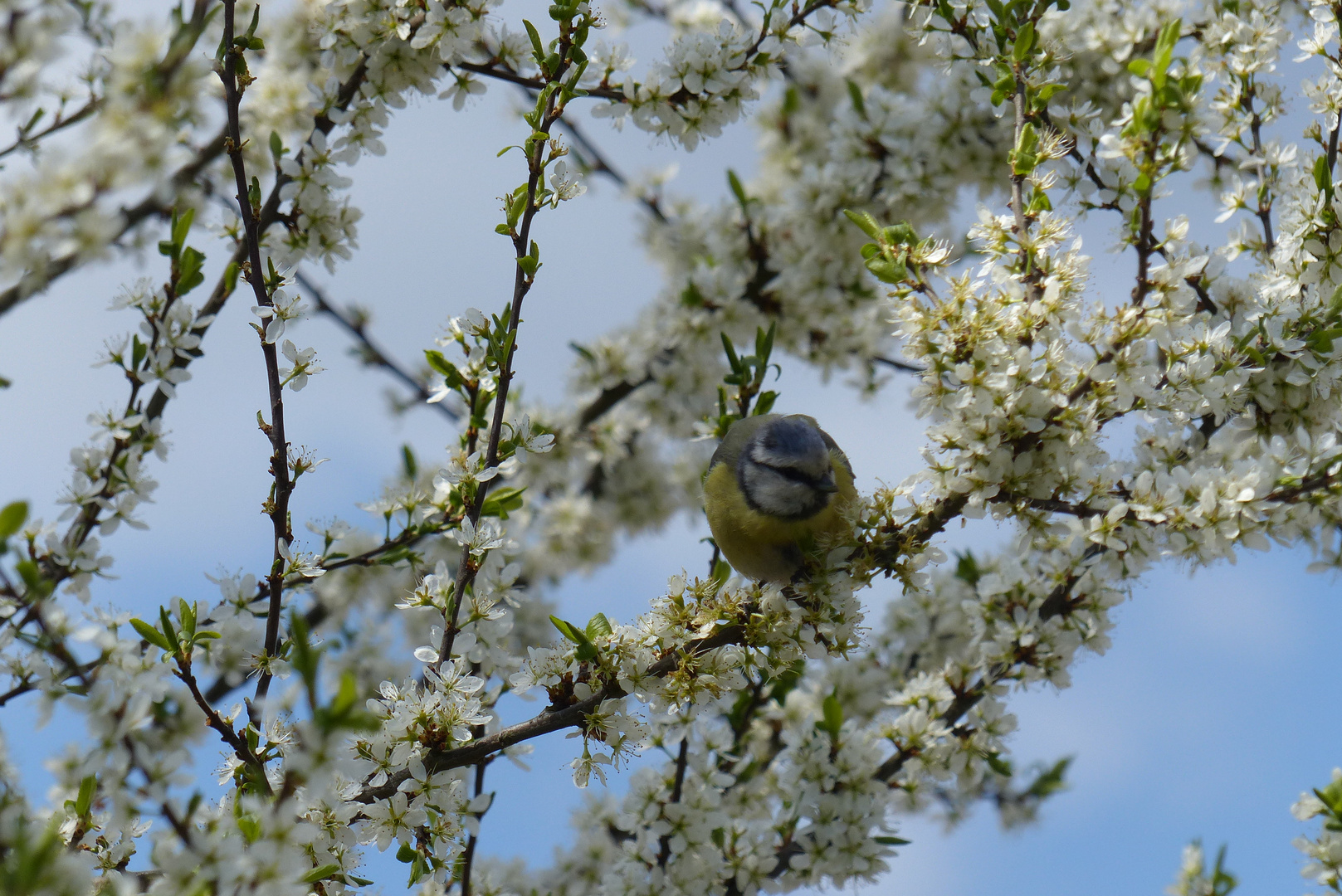 Blaumeise