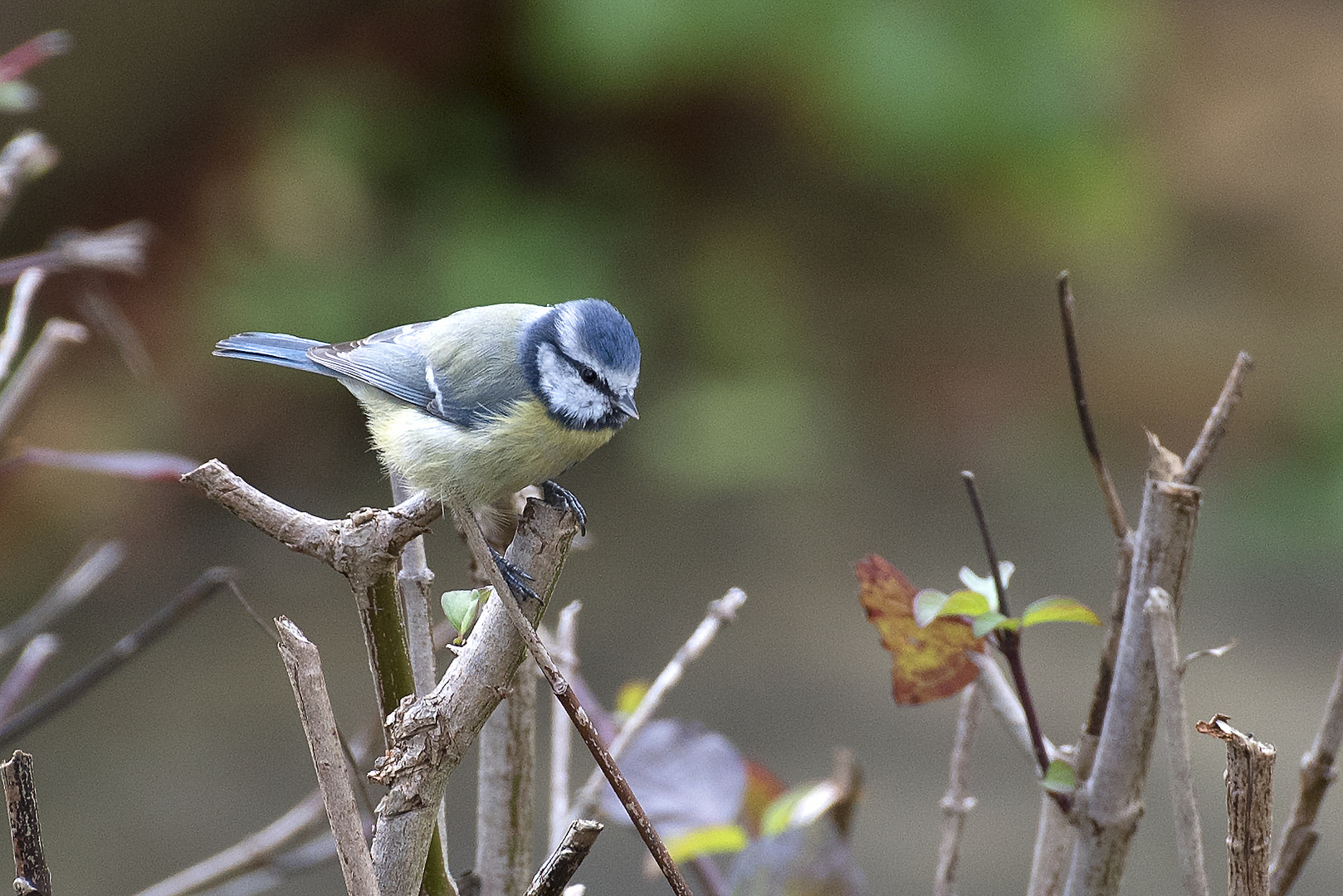 Blaumeise