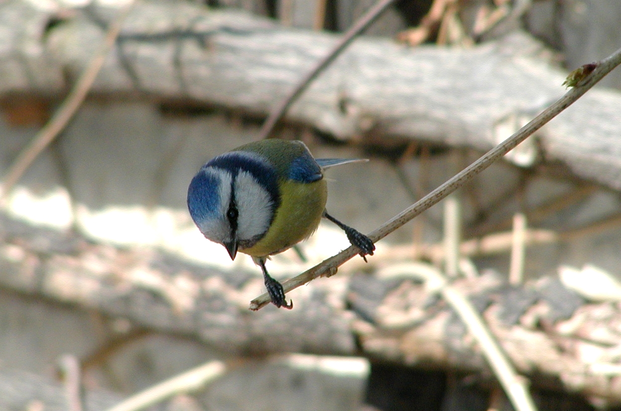 Blaumeise