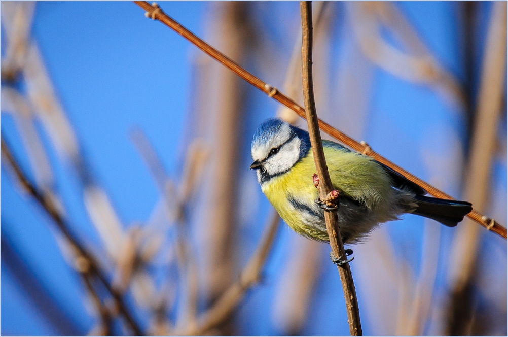 Blaumeise