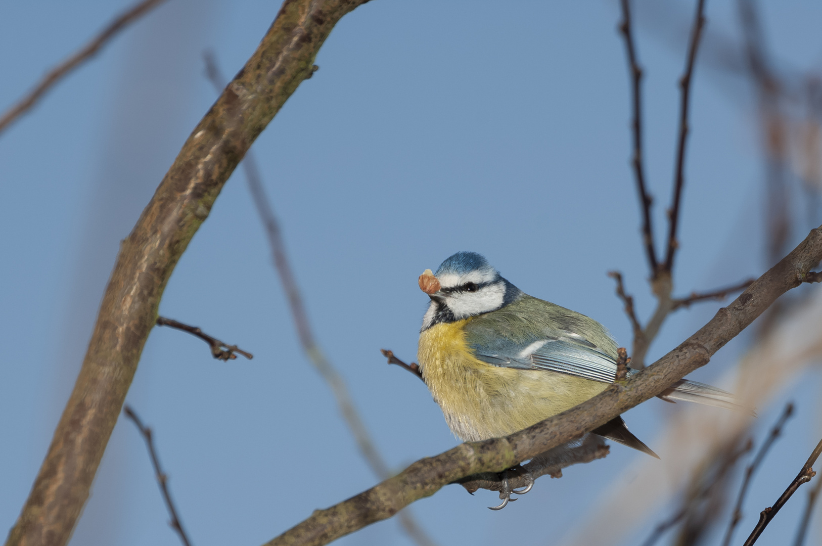 Blaumeise