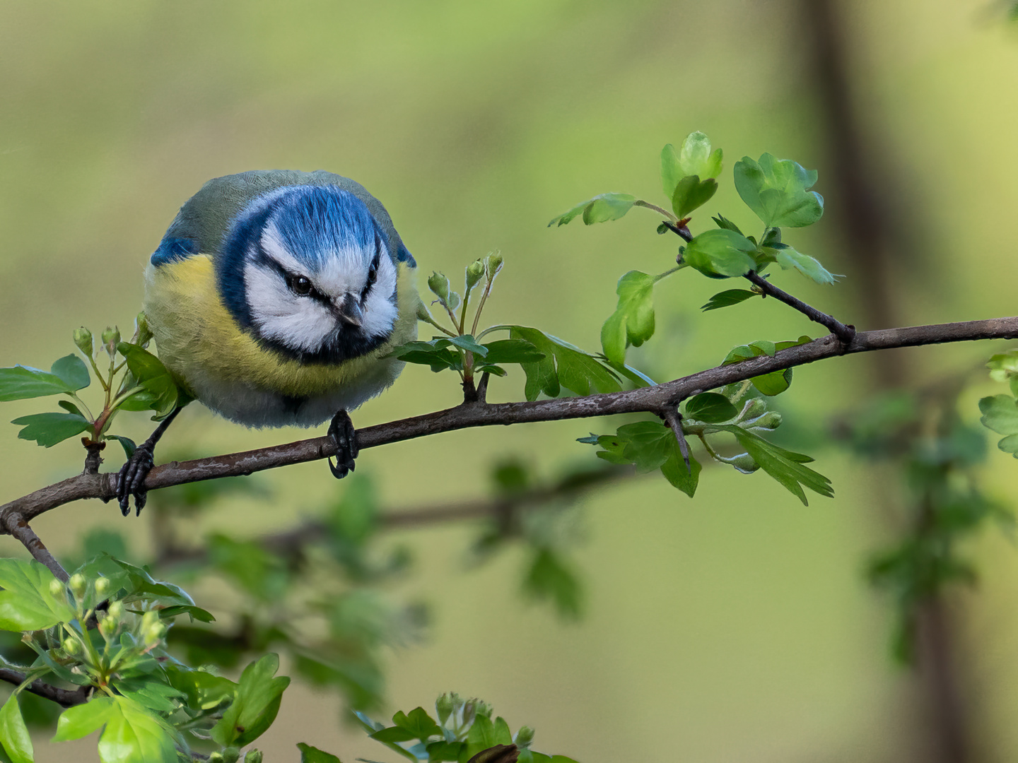 Blaumeise