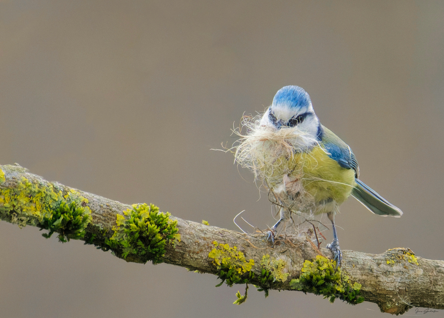 Blaumeise 